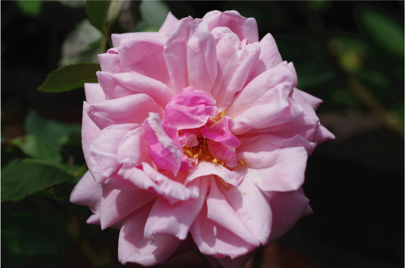 <img src="file:///C:/2015_rose_antique.com/img/elie_beauvillain2018_2.jpg" width="796" height="528" border="0" alt="バラ苗/オールドローズのエイリー・ボービレァン"><img src="file:///C:/2015_rose_antique.com/img/elie_beauvillain2018_2.jpg" width="796" height="528" border="0" alt="バラ苗/オールドローズのエイリー・ボービレァン">バラ苗/オールドローズのエイリー・ボービレァン
