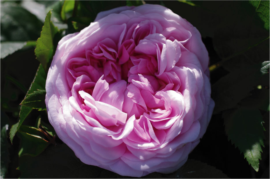 �o���c�̃W���b�N�E�J���e�B�G