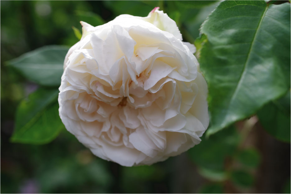 �o���c�̃}�_���E�t�����\���[�Y�E�s�e